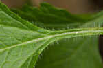 Rose verbena